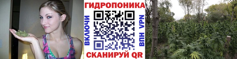 Каннабис сатива  Купить закладки  Балахна 